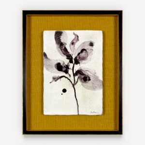 Dianthus 10
